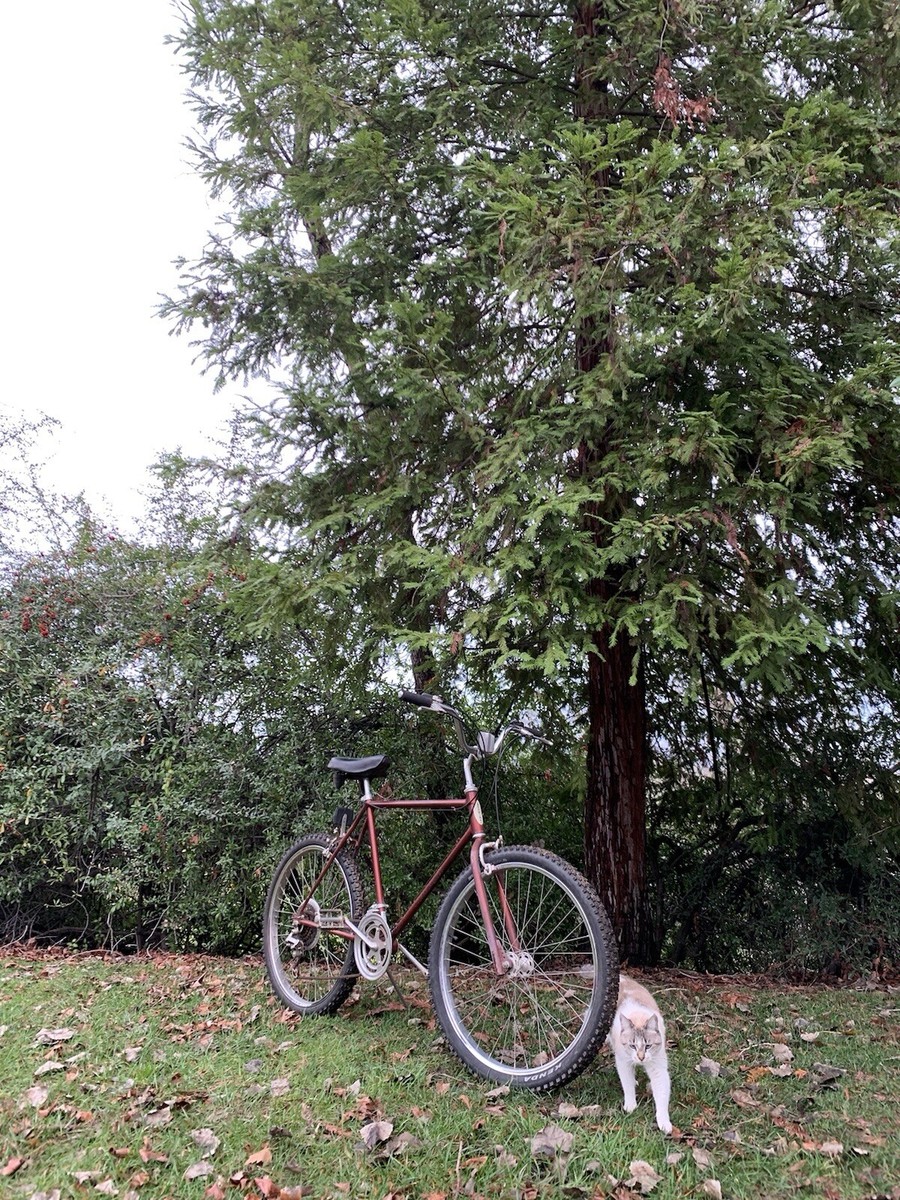 1970年代ヴィンテージBIKE NO,10アスレチックサポーター Sサイズ以下 Schwinn Sidewinder | eBay