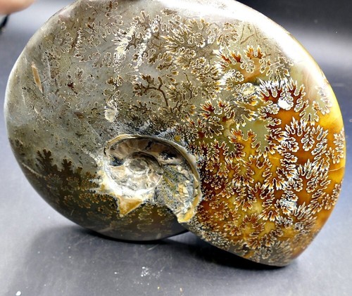 Fósil macizo - Amonita - 205×162×45 mm - 1492,14 g - Imagen 6 de 10