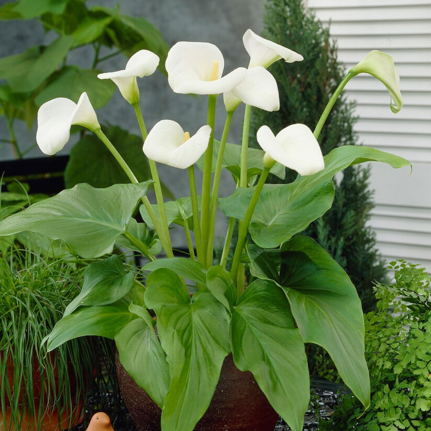 Calla Lilien Zwiebeln Winterhart - Zantedeschia aethiopica - 1 Stück - Weiß
