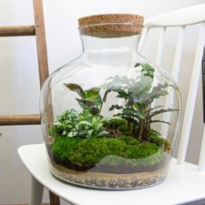 Flaschengarten • Pflanzen im Glas • ewiges Terrarium • Ökosystem mit Pflanzen