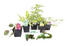 Lincolnshire Pond Plants Crested Newt Pack Potted - CNPL02