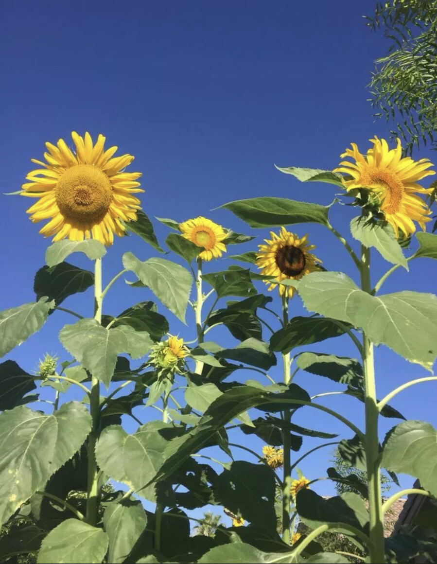 GIANT SKYSCRAPER SUNFLOWER - HUGE 8-14' PLANT - 25 SEEDS | eBay
