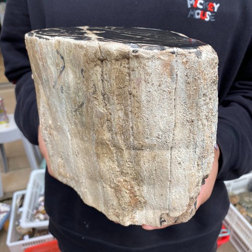 16,8 Pfund seltenes natürliches versteinertes Holz Rohholz Fossil Mineral Probe Heilung - Bild 9 von 11