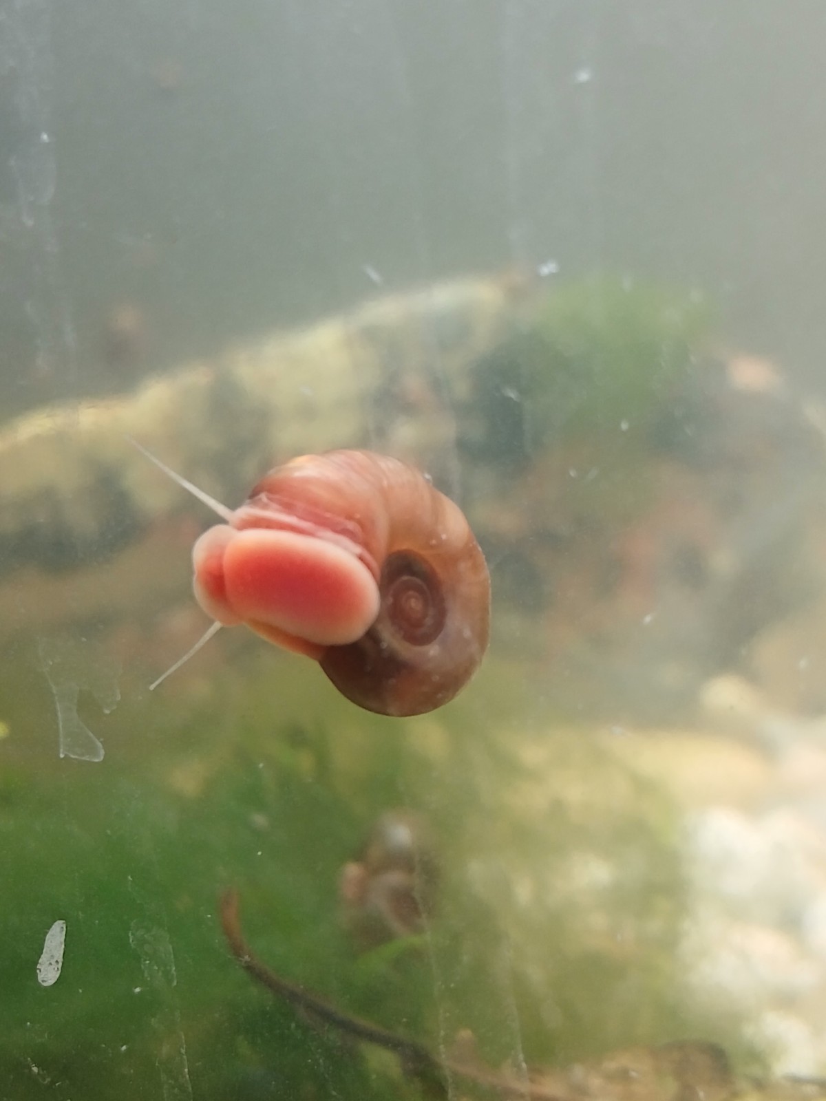 Offerta 5 Planorbarius lumache per acquario + omaggio