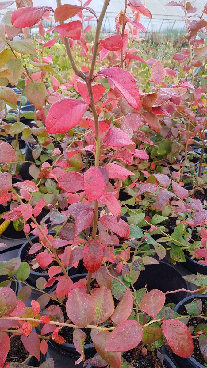 Myrtillier Hardy blue Vaccinium corymbosum en conteneur de 3L pour jardin