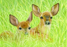 Two Fawn, Baby Deer  Fine Art Wildlife PRINT from an Original Gouache Painting