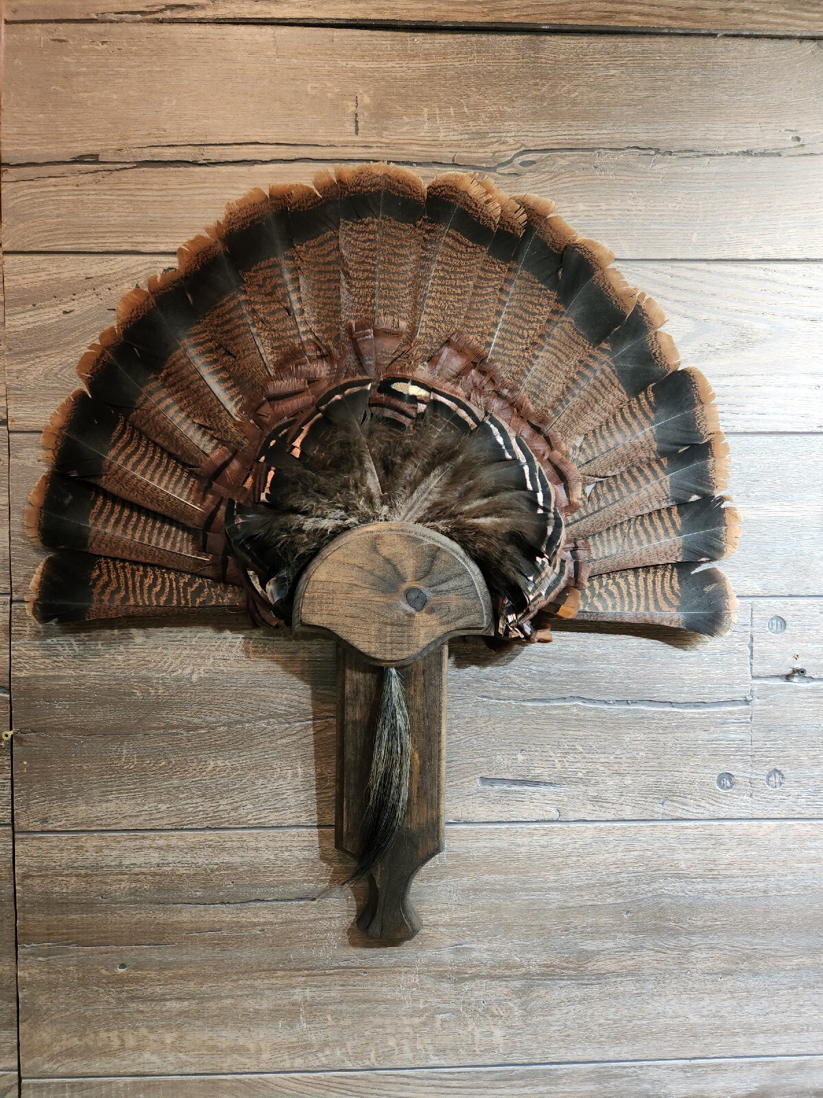 Turkey Fan Mounting Plaque Stained eBay
