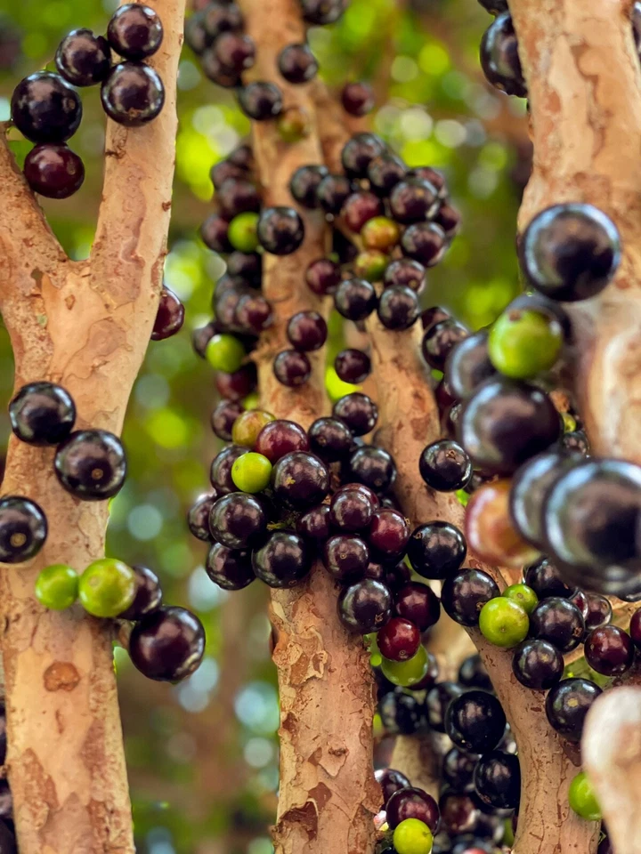 Jaboticaba Plinia Cauliflora Brazilian Sabara Grape Seedling Plant Fruit Tree - Image 2 of 4