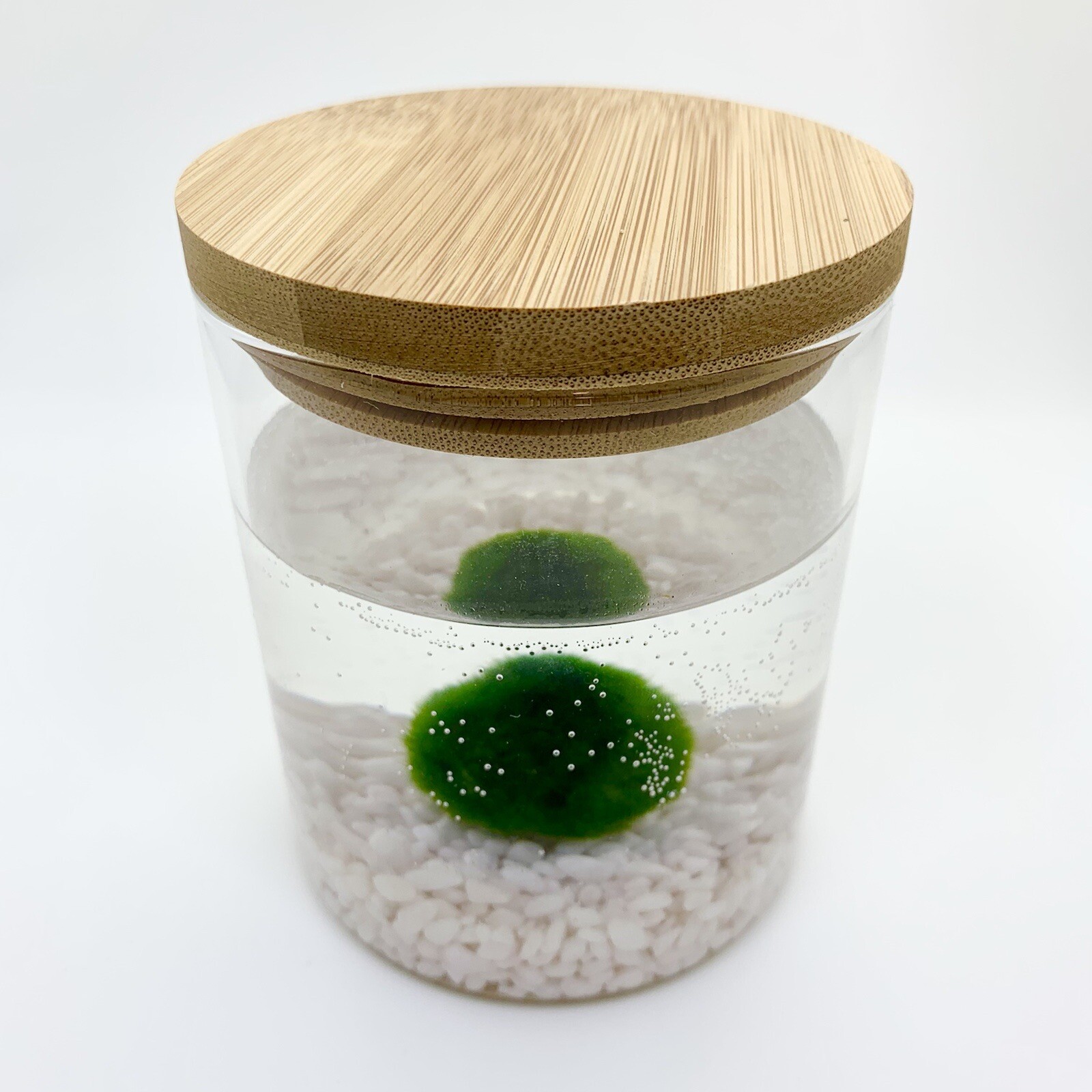Kit Acquario Marimo Alga Palla 3-4 Cm su vaso con Tappo in Legno 10x11 Cm - Foto 2 di 4
