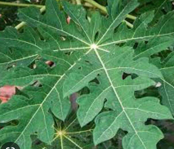 Fresh Organic Papaya Leaves hand picked naturally grown