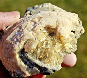 Fluorescent Fossil Crystal Clam from Ruck's Pit, Florida • Mercanaria permanga