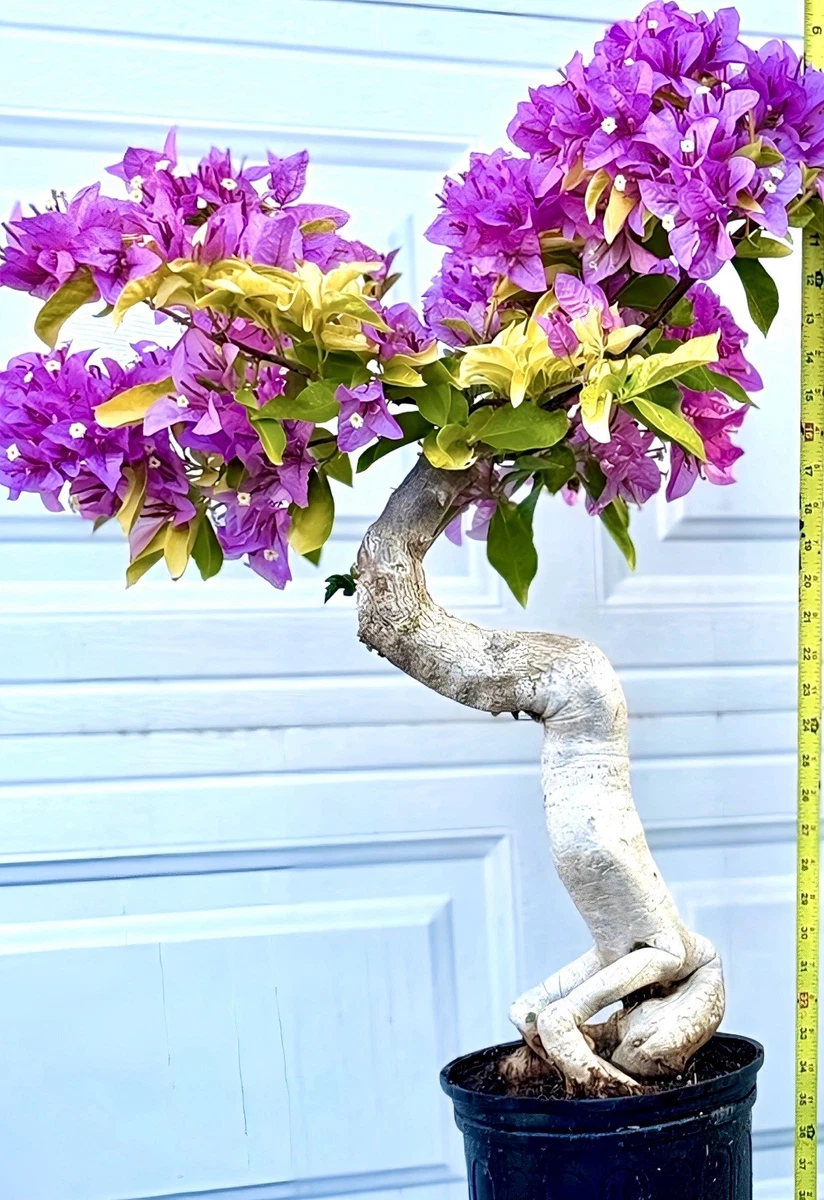 bonsai pflanzen kaufen Bonsai Dünger von Flora Boost main image 1