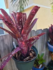Billbergia SANGRE Bromeliad one tropical plant *TALL*