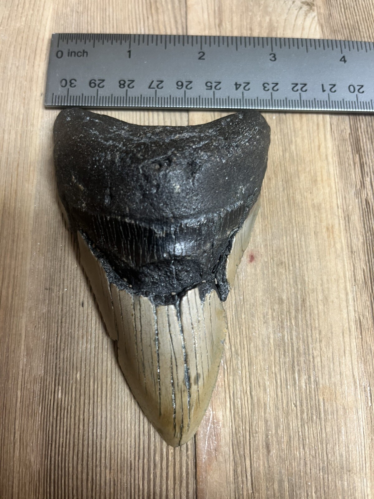 MEGALODON SHARK TOOTH Real Fossil - w/ DISPLAY STAND