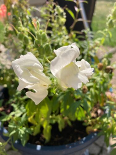 White 50 Snapdragon Seeds 2024