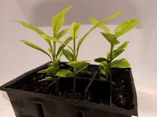 3 Meyer lemon NON GMO ORGANIC 3"-6" tree plant