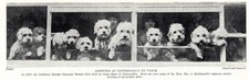 Dandie Dinmont "Coach" - 1934 Vintage Dog Art "Photo" Print - CUSTOM MATTED