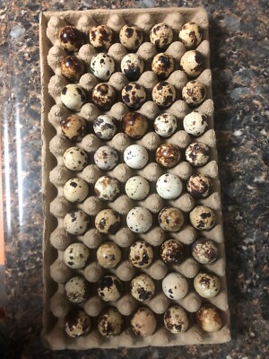 500 Jumbo Coturnix (Japanese) Quails Eggs for Hatching.