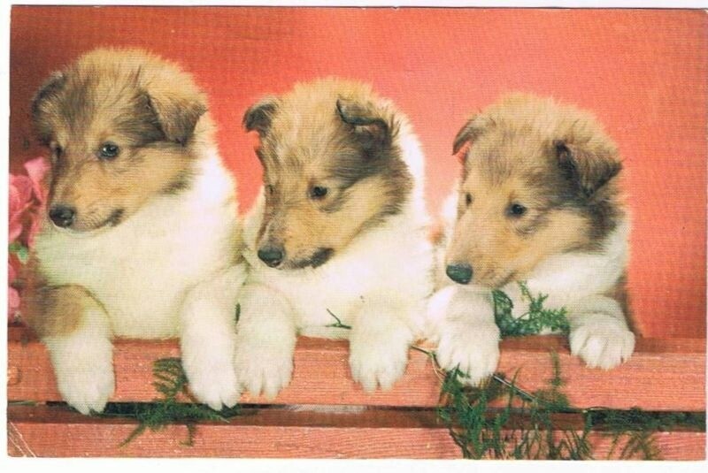VINTAGE RPPC Puppies Pals Dogs Postcard