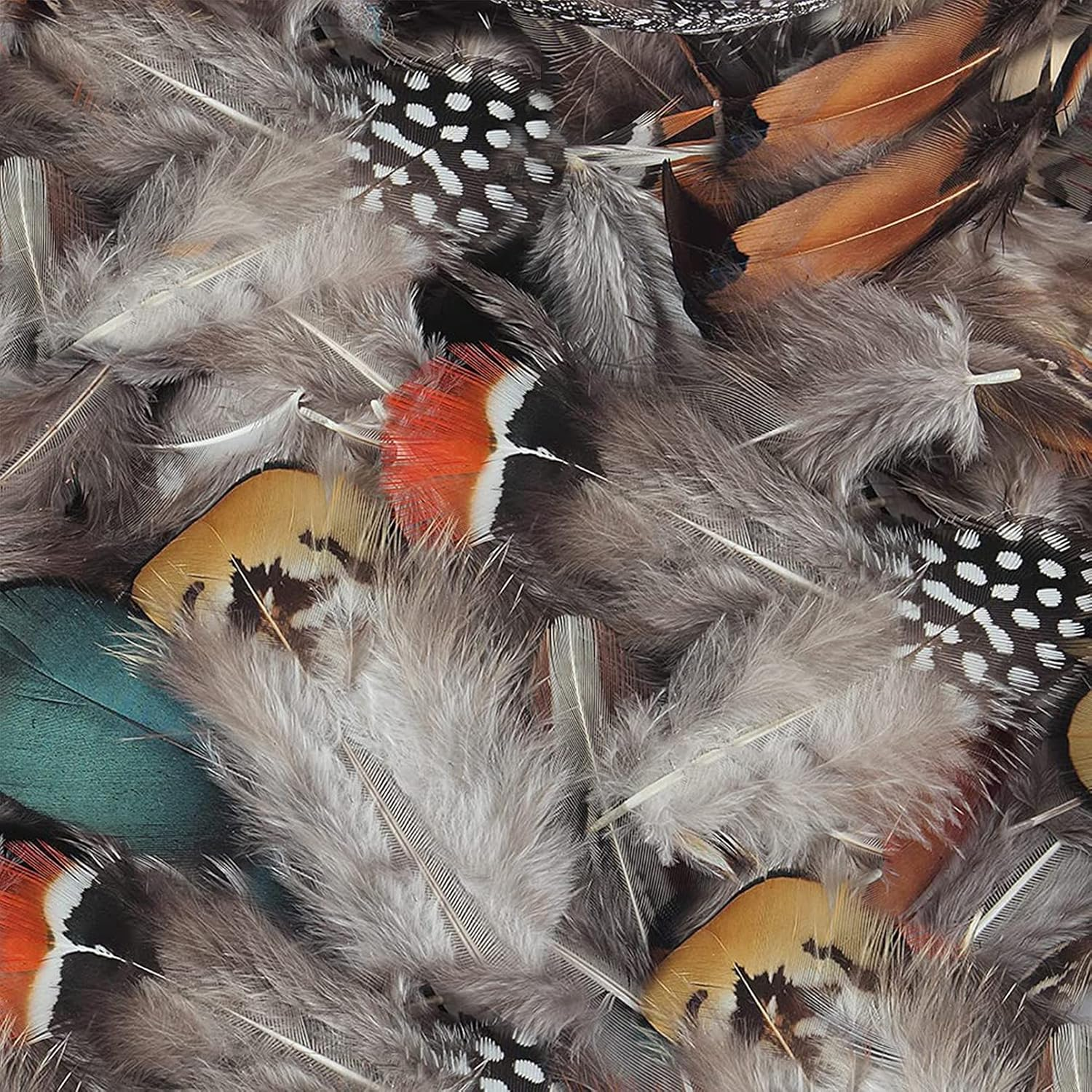 300Pcs 10 Style Natural Feathers Assorted Mixed Feathers for Dream ...
