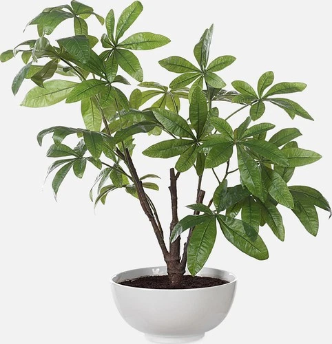 Uttermost 60225 Pachira Money 34-1/2" Tall Ceramic Faux Flora - White - Picture 5 of 5