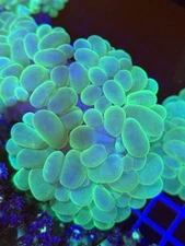 WYSIWYG Neon Green Bubble Coral Large