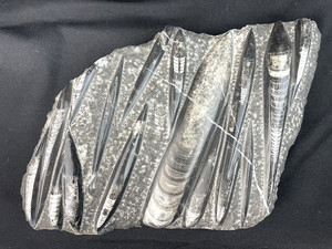 10 lbs Block of Polished Petrified Sea Life Fossil Devonian Orthoceras  9" x 12"