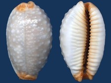 Shell Staphylaea limacina L Seashell