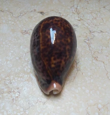 Cypraea pantherina F++++red sea shell 94.1 mm amazing color super natural glossy