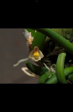 Orchid Species Dendrobium lichenastrum v. prenticei