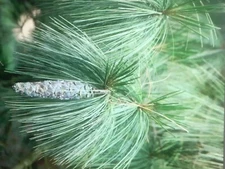 Qty-6 North Georgia Deep South Eastern White Pine Evergreen Rooted Seedlings