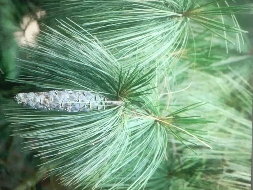 Qty-20 Georgia Christmas Tree Eastern White Pine Evergreen 10"-12"  Seedlings - Image 3 of 4