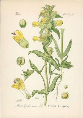 Chromolithographie : Grosser Klappertopf. Alectorolophus maior Reichenb. Scrophu