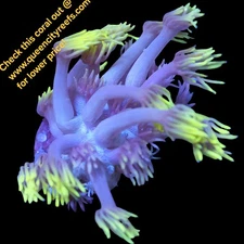 WYSIWYG - Casper Goniopora Frag - LPS - Live Coral