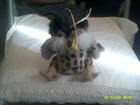 Vtg. Ty Attic Treasures Plush-Socrates the Graduation Owl-org tags
