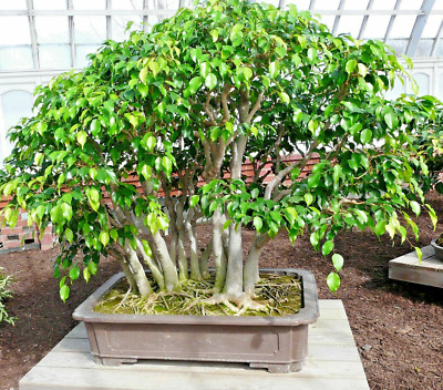 SAMEN Birkenfeige i! FICUS BENJAMINI !i grosse Kbelpflanze oder kleiner  Bonsai | eBay