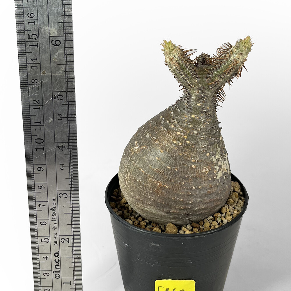 Pachypodium gracilius for sale by Little One Plant Nursery | eBay