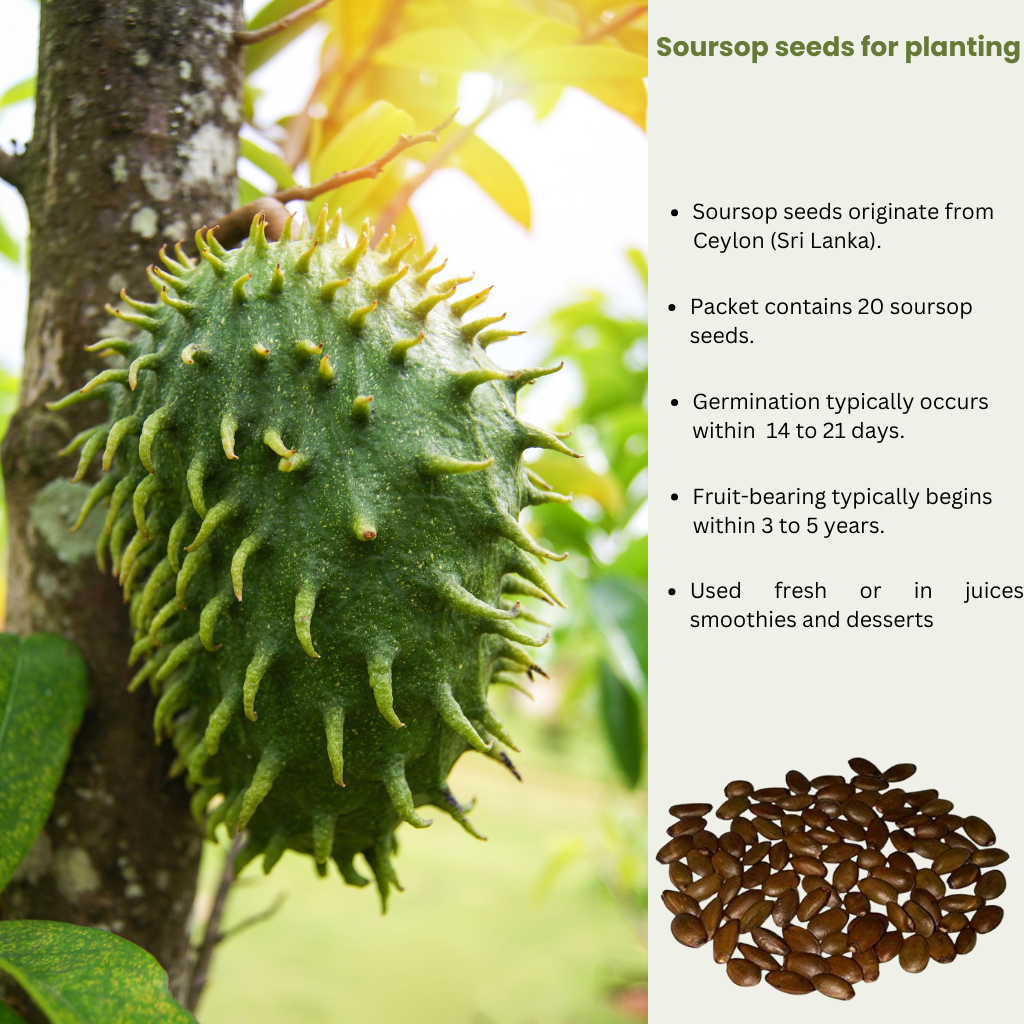 Soursop seeds for Planting