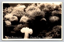 RPPC Sea Anemones Depoe Bay Aquarium Oregon Real Photo P624