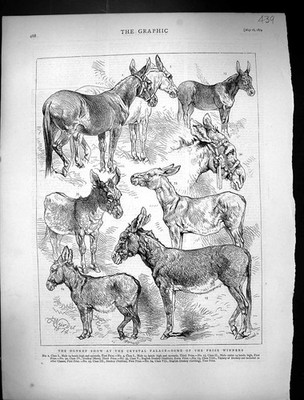 Alter antiker Druck 1874 Eselsschau Kristall Palast Maultier Hengst Wallach 19.
