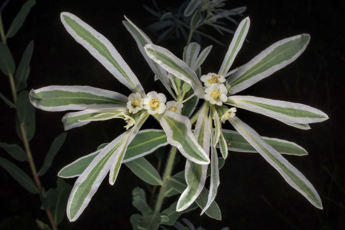 snow-on-the-prairie (Euphorbia bicolor)—100 seeds ($4.00) | eBay