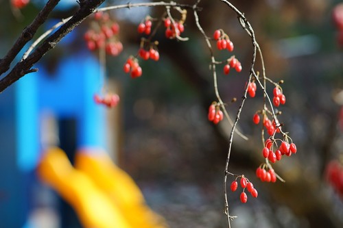 samyang 85mm f1.4 MF canon mount - 第 10/15 張圖片