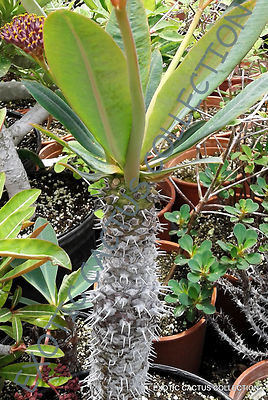 monstera deliciosa thai constellation Monstera Thai Constellation