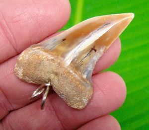 COLORFUL Mako Shark Tooth Necklace 1.84” Fossil Pendant STERLING SILVER