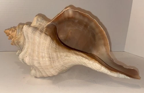 Giant Horse Conch / Triplofusus HUGE 16” Monster Shell Large 1.7 Lbs