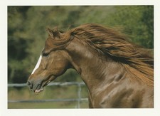 Pretty chestnut horse postcard