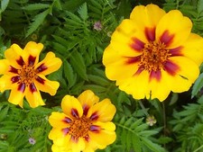 French Marigold Dainty Marietta Seeds, Butterflies  Hummingbirds, FREE SHIPPING