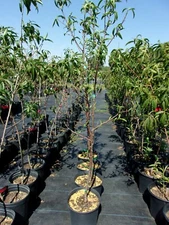 ROYAL ZEST THREE PEACH 4-6 FT TREE PLANT SWEET JUICY PEACHES FRUIT TREES PLANTS 