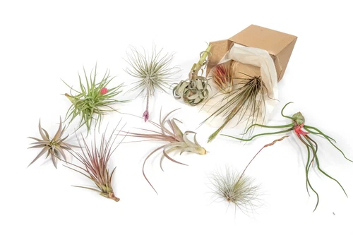 Set of 10 Tillandsia Air Plants in Color, Blush & Bud Pack - Easy Care