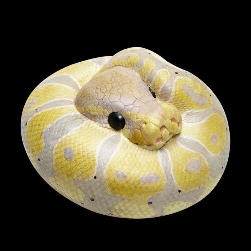 【En Stock】 Animal Cuerpo Celestial Plátano Pastel Bola Pitón Regius Serpiente Estatua - Imagen 2 de 8